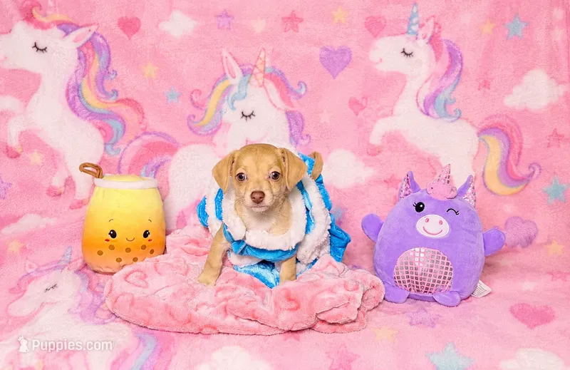 Millie – Chihuahua puppy for sale in Houston, TX
