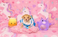Millie, a female Chihuahua for sale in Houston, TX – 1 of 2