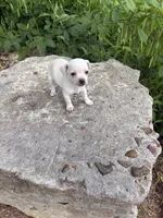 Polly, a female Chihuahua for sale in Houston, TX – 4 of 7