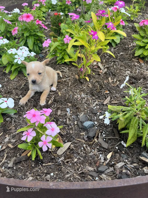 Amelia – Chihuahua puppy for sale in Houston, TX