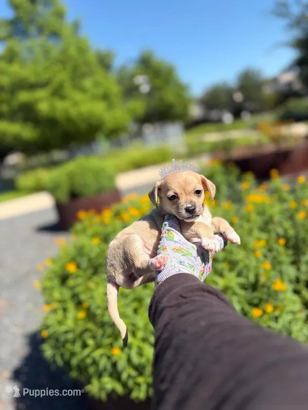 Darcy, a female Chihuahua for sale in Houston, TX – Photo 1 of 5