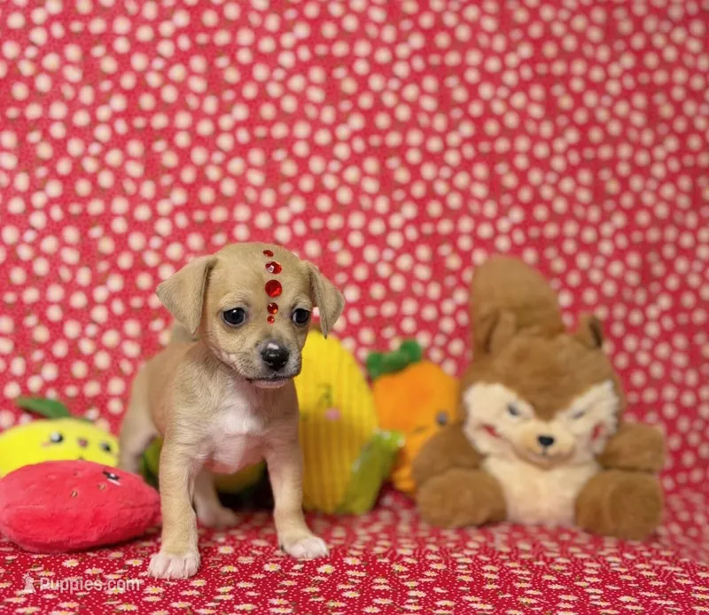 Darcy – Chihuahua puppy for sale in Houston, TX