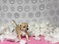 Darcy, a female Chihuahua for sale in Houston, TX – Photo 4 of 5