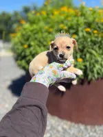 Darcy, a female Chihuahua for sale in Houston, TX – Photo 5 of 5