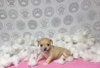 Darcy, a female Chihuahua for sale in Houston, TX – Photo 2 of 5