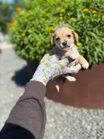 Darcy, a female Chihuahua for sale in Houston, TX – Photo 3 of 5