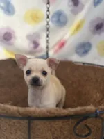 Charlie, a male Chihuahua for sale in Houston, TX – 2 of 7