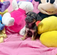 Luna, a female Chihuahua for sale in Houston, TX – 4 of 9