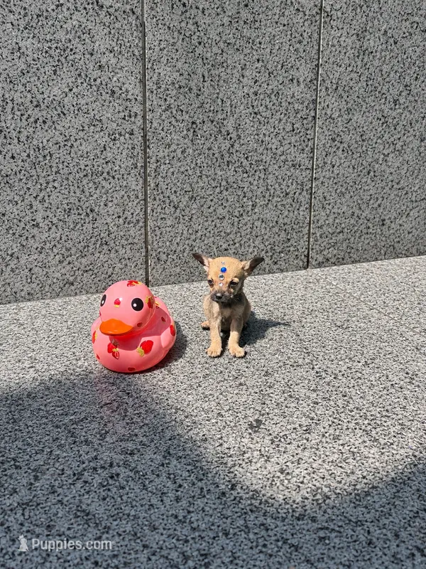 Percy – Chihuahua puppy for sale in Houston, TX