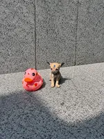 Percy, a male Chihuahua for sale in Houston, TX – 1 of 10