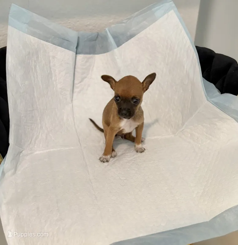 Tato – Chihuahua puppy for sale in Houston, TX