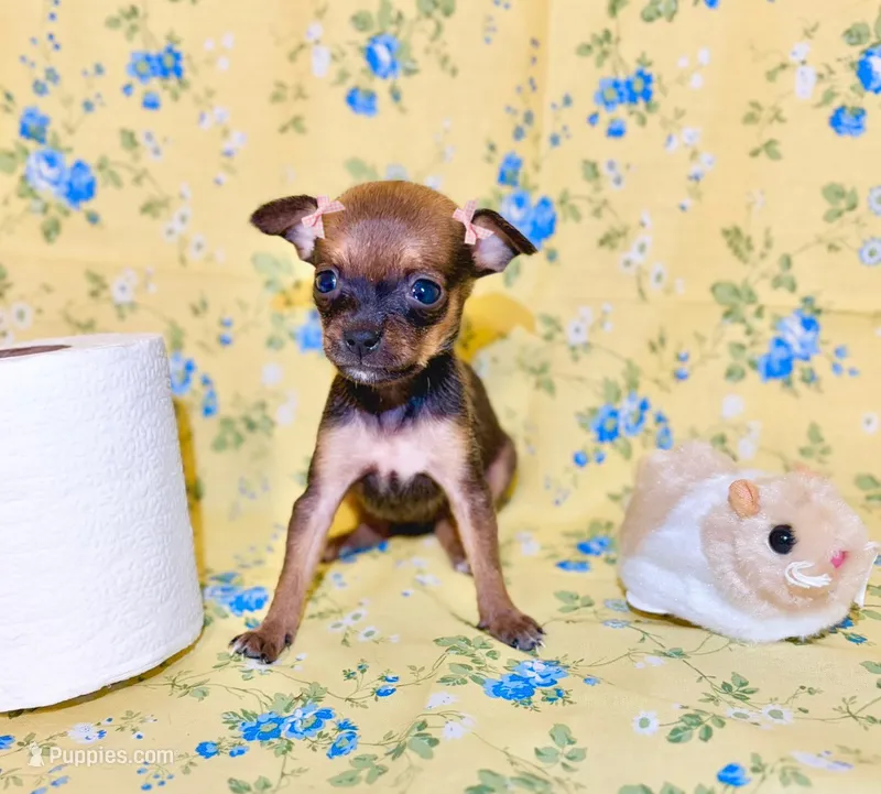 Trinity  – Chihuahua puppy for sale in Houston, TX