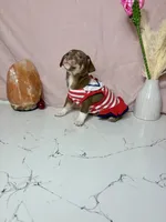 Bella, a female Chihuahua for sale in Houston, TX – 2 of 6