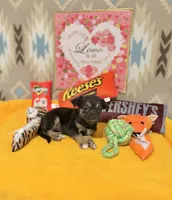 Luna, a female Chihuahua for sale in Houston, TX – 7 of 9