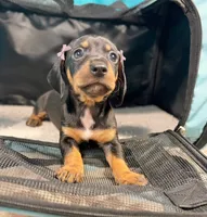 Nami, a female Miniature Dachshund for sale in Houston, TX – 7 of 7