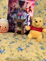 Hershey, a male Chihuahua for sale in Houston, TX – 5 of 6