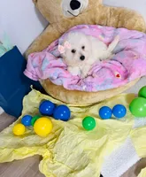 Aries , a female Maltipoo for sale in Houston, TX – 8 of 8