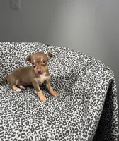 Hershey, a female Chihuahua for sale in Houston, TX – 4 of 4
