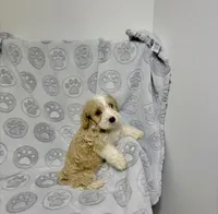 Ruben, a male Maltipoo for sale in Houston, TX – 2 of 10