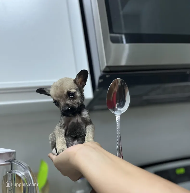 Penny – Chihuahua puppy for sale in Houston, TX
