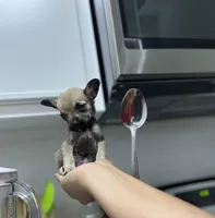 Percy, a male Chihuahua for sale in Houston, TX – 9 of 10