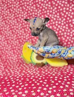 Percy, a male Chihuahua for sale in Houston, TX – 7 of 10