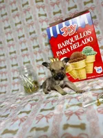 Penny, a male Chihuahua for sale in Houston, TX – Photo 3 of 7