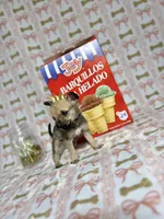 Penny, a male Chihuahua for sale in Houston, TX – Photo 1 of 7