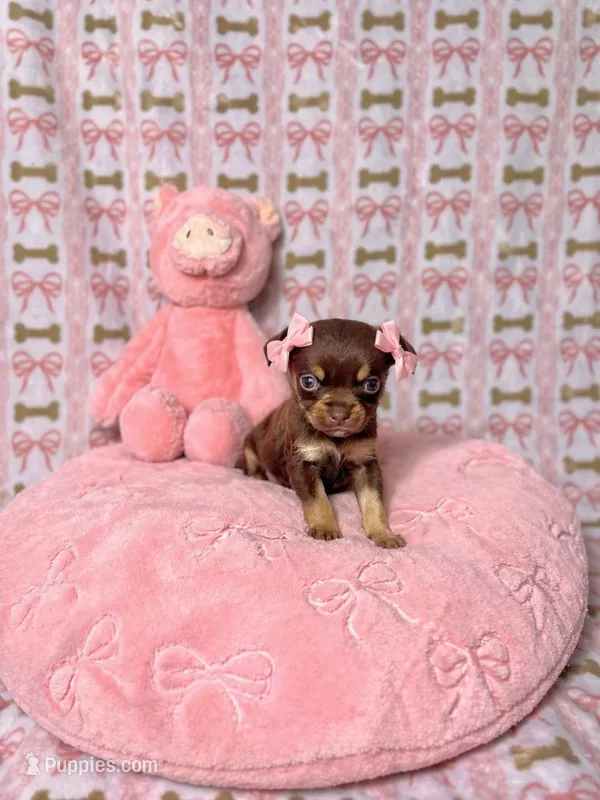 Hazel – Chihuahua puppy for sale in Houston, TX