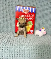 Penny, a male Chihuahua for sale in Houston, TX – Photo 7 of 7