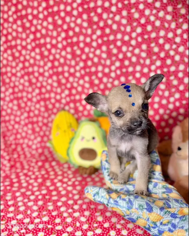 Penny – Chihuahua puppy for sale in Houston, TX