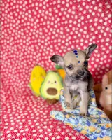 Percy, a male Chihuahua for sale in Houston, TX – 2 of 10