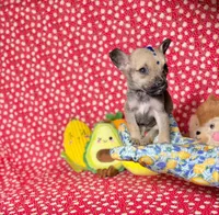 Percy, a male Chihuahua for sale in Houston, TX – 4 of 10