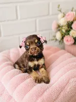 Hazel, a female Chihuahua for sale in Houston, TX – Photo 4 of 4