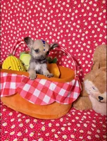 Percy, a male Chihuahua for sale in Houston, TX – 3 of 10