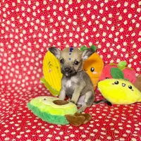 Percy, a male Chihuahua for sale in Houston, TX – 8 of 10