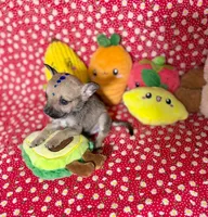 Percy, a male Chihuahua for sale in Houston, TX – 5 of 10
