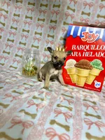 Penny, a male Chihuahua for sale in Houston, TX – Photo 2 of 7