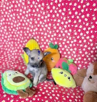 Percy, a male Chihuahua for sale in Houston, TX – 6 of 10