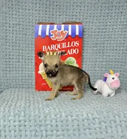 Penny, a male Chihuahua for sale in Houston, TX – Photo 4 of 7