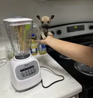 Percy, a male Chihuahua for sale in Houston, TX – 10 of 10