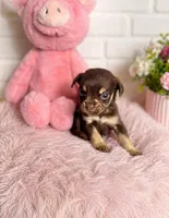 Hazel, a female Chihuahua for sale in Houston, TX – Photo 3 of 4