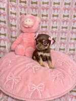 Hazel, a female Chihuahua for sale in Houston, TX – Photo 2 of 4