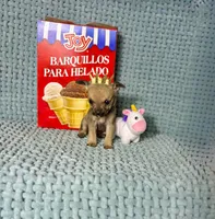 Penny, a male Chihuahua for sale in Houston, TX – Photo 6 of 7