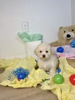 Milo, a male Poodle - Toy  for sale in Houston, TX – 9 of 9