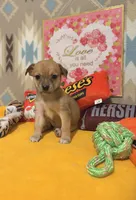 Daisy, a female Chihuahua for sale in Houston, TX – 5 of 6