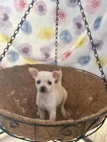 Charlie, a male Chihuahua for sale in Houston, TX – 6 of 7
