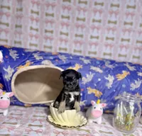 Thor, a male Chihuahua for sale in Houston, TX – Photo 3 of 8