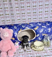 Thor, a male Chihuahua for sale in Houston, TX – Photo 7 of 8