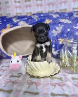 Thor, a male Chihuahua for sale in Houston, TX – Photo 5 of 8